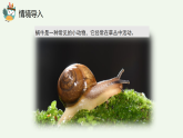 教科版2024小学科学一下第二单元《2、观察一种动物》课件