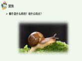 教科版2024小学科学一下第二单元《2、观察一种动物》课件