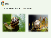 教科版2024小学科学一下第二单元《3、给蜗牛建个“家”》课件
