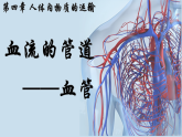 4.4.2 血流的管道——血管 2024-2025学年七年级生物下学期同步精美课件（人教版2024）