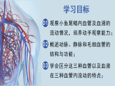 4.4.2 血流的管道——血管 2024-2025学年七年级生物下学期同步精美课件（人教版2024）