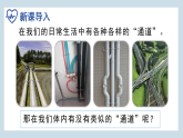 4.4.2 血流的管道——血管 2024-2025学年七年级生物下学期同步精美课件（人教版2024）