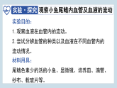 4.4.2 血流的管道——血管 2024-2025学年七年级生物下学期同步精美课件（人教版2024）