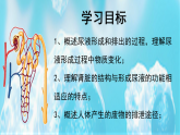 5.1（课时2） 尿的形成和排出 2024-2025学年七年级生物下学期同步精美课件（人教版2024）