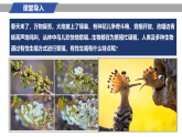 冀少版（2024）生物八年级下册 6.1.1  有性生殖（课件）