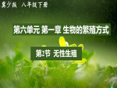 冀少版（2024）生物八年级下册 6.1.2  无性生殖（课件）