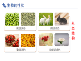 冀少版（2024）生物八年级下册 6.2.1 生物的性状（课件）