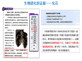 冀少版（2024）生物八年级下册 6.3.2 生物进化的证据（课件）