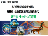 冀少版（2024）生物八年级下册 6.3.3 生物进化的原因（课件）