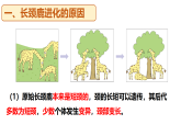 冀少版（2024）生物八年级下册 6.3.3 生物进化的原因（课件）