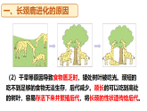 冀少版（2024）生物八年级下册 6.3.3 生物进化的原因（课件）