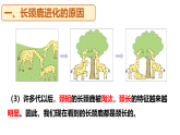 冀少版（2024）生物八年级下册 6.3.3 生物进化的原因（课件）