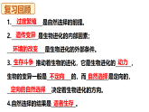 冀少版（2024）生物八年级下册 6.3.4 人类的起源（课件）