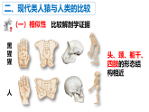 冀少版（2024）生物八年级下册 6.3.4 人类的起源（课件）