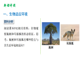 冀少版（2024）生物八年级下册 7.1.2.2 生物对环境的适应和影响（课件）