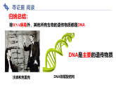 冀少版（2024）生物八年级下册 6.2.2  遗传物质-DNA（课件）