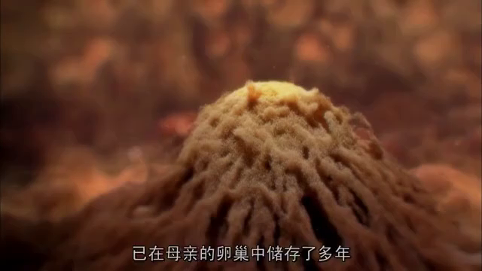 17723400第4页