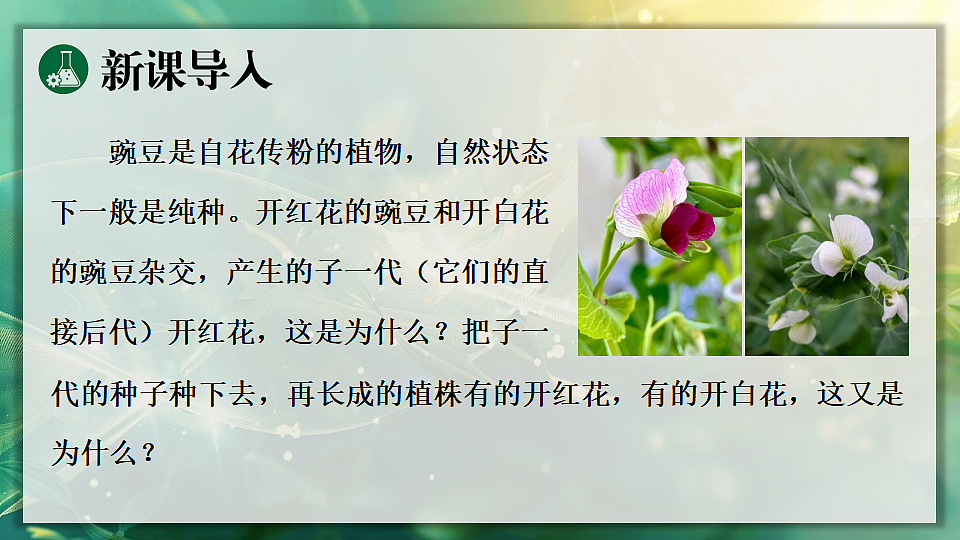 17723401第3页