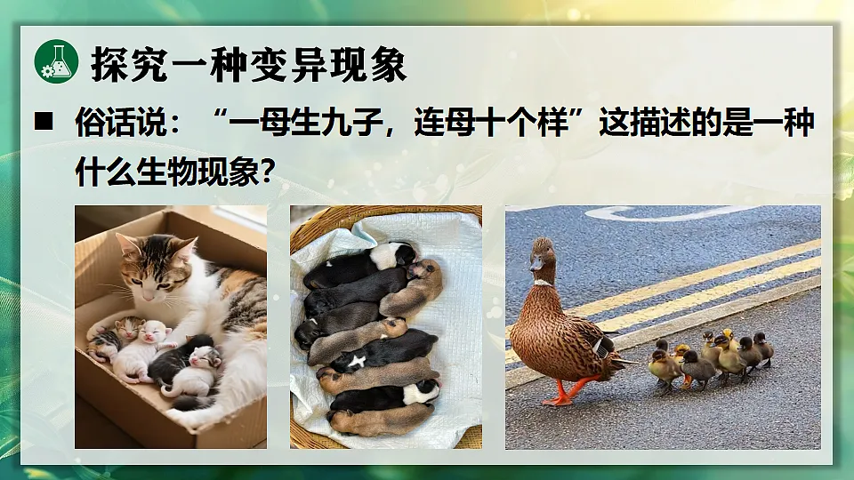 17723403第4页