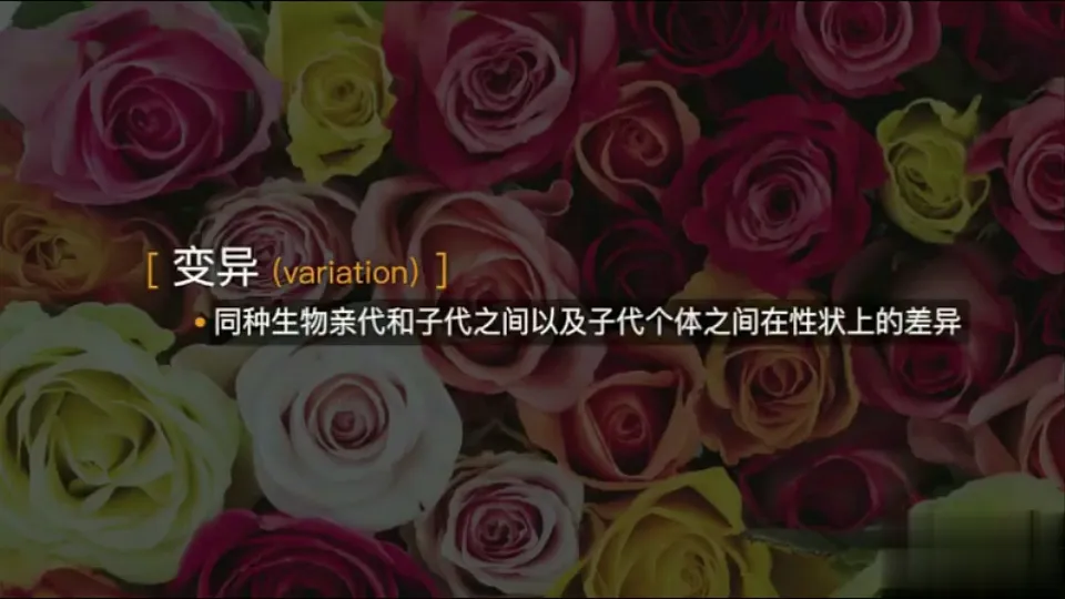17723403第5页