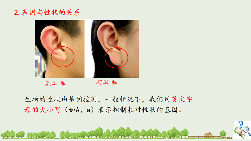 6.16.3 性状遗传有一定的规律性ppt课件第3页