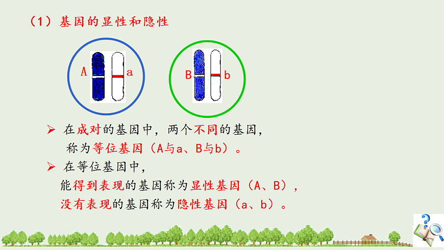 6.16.3 性状遗传有一定的规律性ppt课件第4页