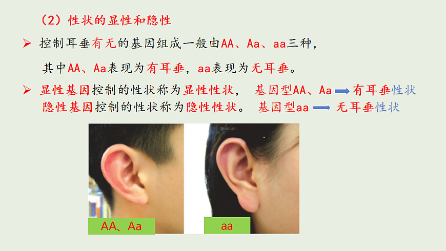 6.16.3 性状遗传有一定的规律性ppt课件第5页