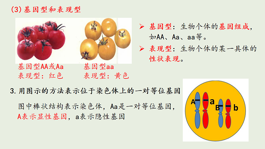 6.16.3 性状遗传有一定的规律性ppt课件第6页