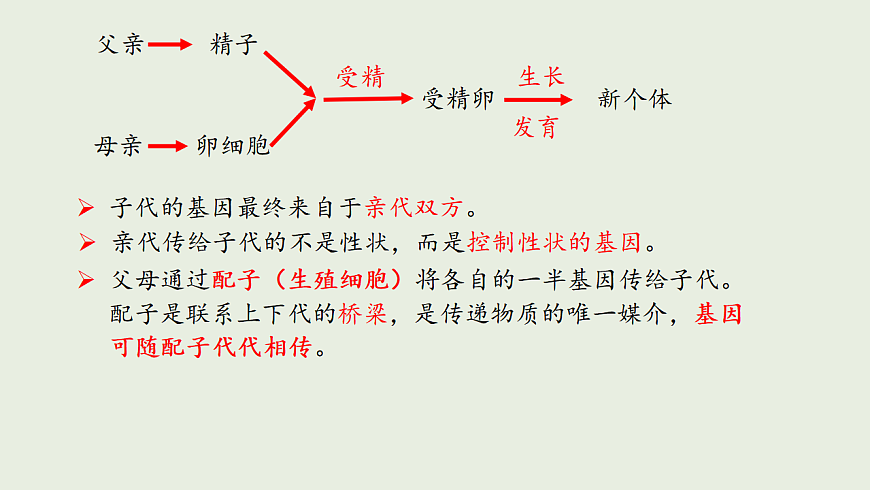 6.16.3 性状遗传有一定的规律性ppt课件第8页