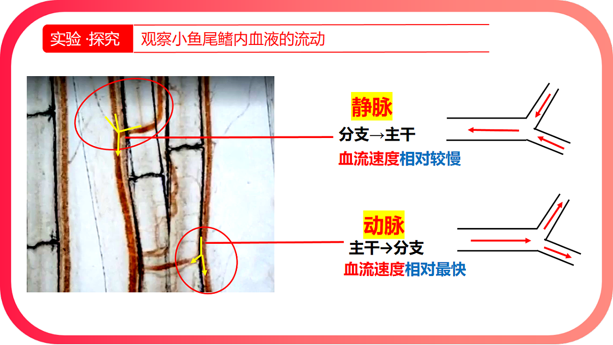 17726094第5页