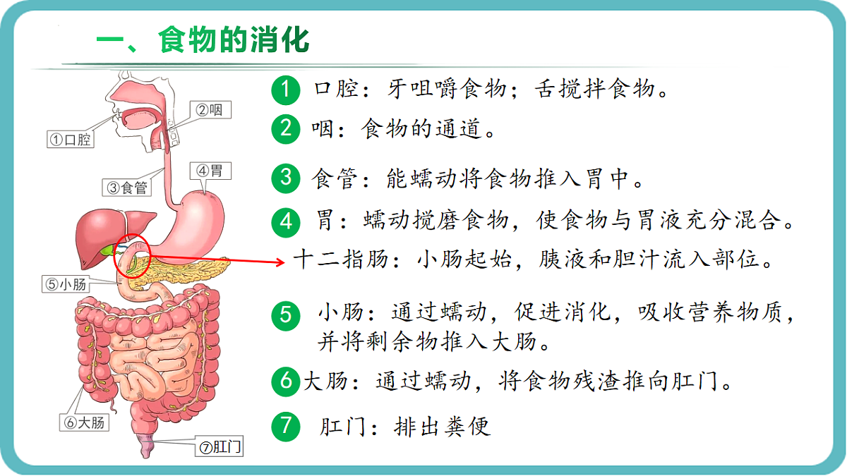 17726151第5页