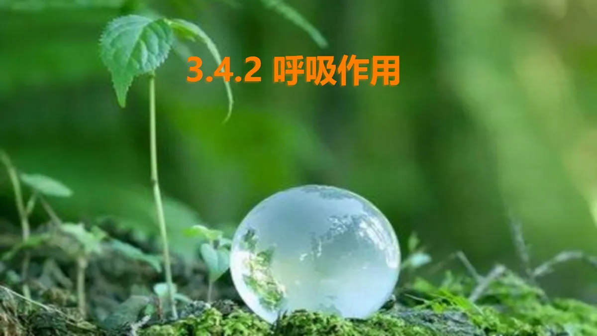 17729379第1页