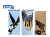 2026年粤教版三年级科学下册第2课 鸟与昆虫（课件）