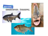 2026年粤教版三年级科学下册第3课 水中的鱼（课件）