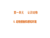 2026年粤教版三年级科学下册第5课 动物接触和感知环境（课件）