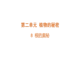 2026年湘教版三年级科学下册 2.8 根的奥秘（课件）