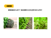 2026年湘教版三年级科学下册 2.8 根的奥秘（课件）