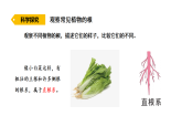 2026年湘教版三年级科学下册 2.8 根的奥秘（课件）