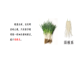 2026年湘教版三年级科学下册 2.8 根的奥秘（课件）