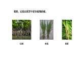2026年湘教版三年级科学下册 2.8 根的奥秘（课件）