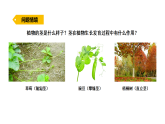 2026年湘教版三年级科学下册 2.9 茎的奇妙（课件）