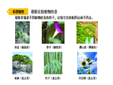 2026年湘教版三年级科学下册 2.9 茎的奇妙（课件）