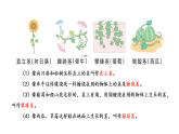 2026年湘教版三年级科学下册 2.9 茎的奇妙（课件）