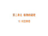 2026年湘教版三年级科学下册 2.10 叶的神奇（课件）