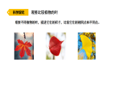 2026年湘教版三年级科学下册 2.10 叶的神奇（课件）