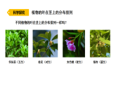 2026年湘教版三年级科学下册 2.10 叶的神奇（课件）