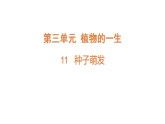 2026年湘教版三年级科学下册 3.11.种子萌发（课件）