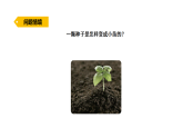 2026年湘教版三年级科学下册 3.11.种子萌发（课件）