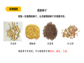 2026年湘教版三年级科学下册 3.11.种子萌发（课件）
