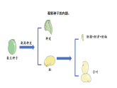 2026年湘教版三年级科学下册 3.11.种子萌发（课件）